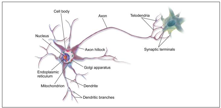 Illustration of a biological neuron showing labeled parts including cell body, axon, dendrites, and synaptic terminals.