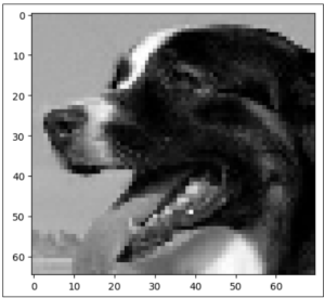 Grayscale image of a dog's face, showing details of the dog's features.