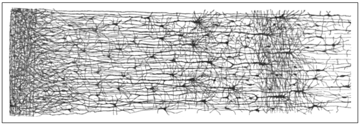 Illustration of biological neurons showing a network of interconnected neurons with dendrites and axons.